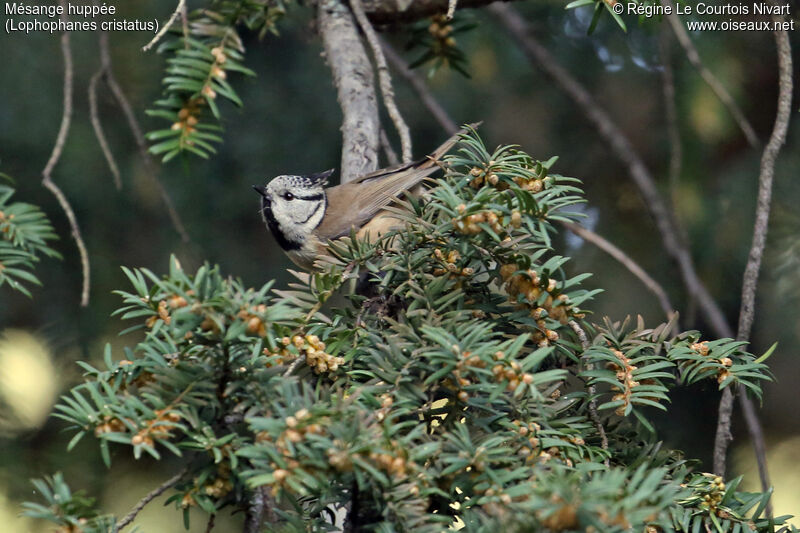 Mésange huppée