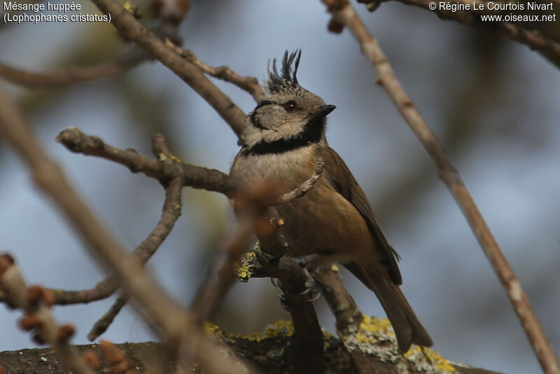 Mésange huppée