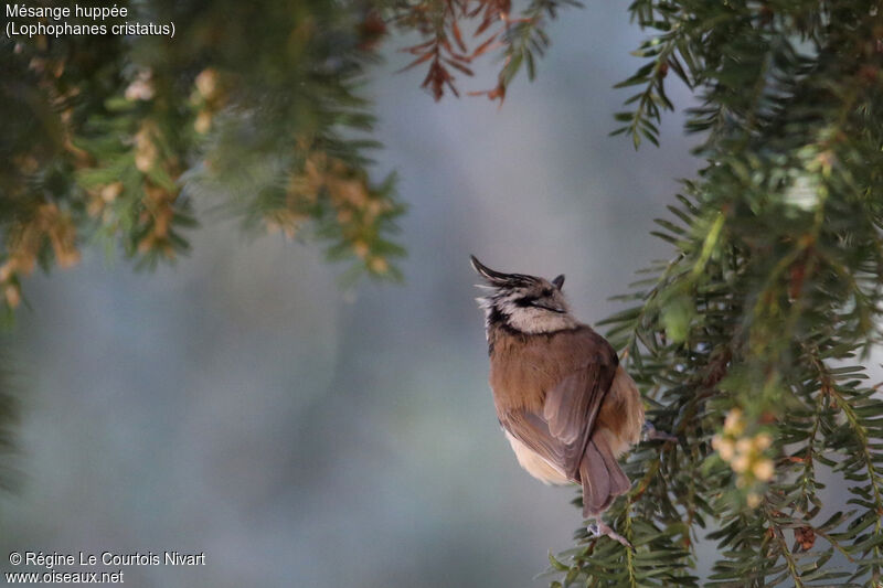 Crested Tit