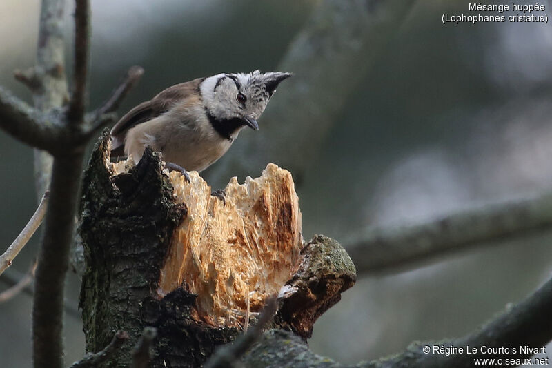 Crested Tit