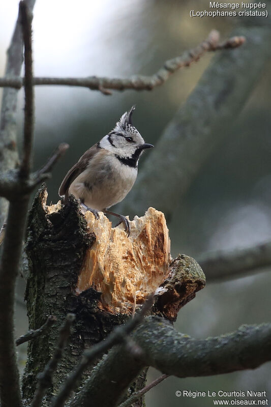 Crested Tit