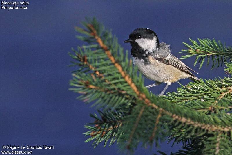 Coal Tit