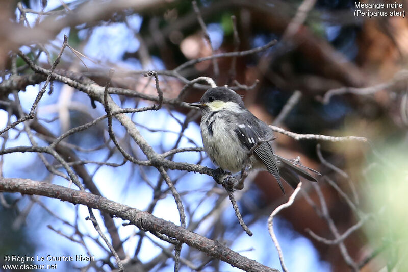 Mésange noirejuvénile