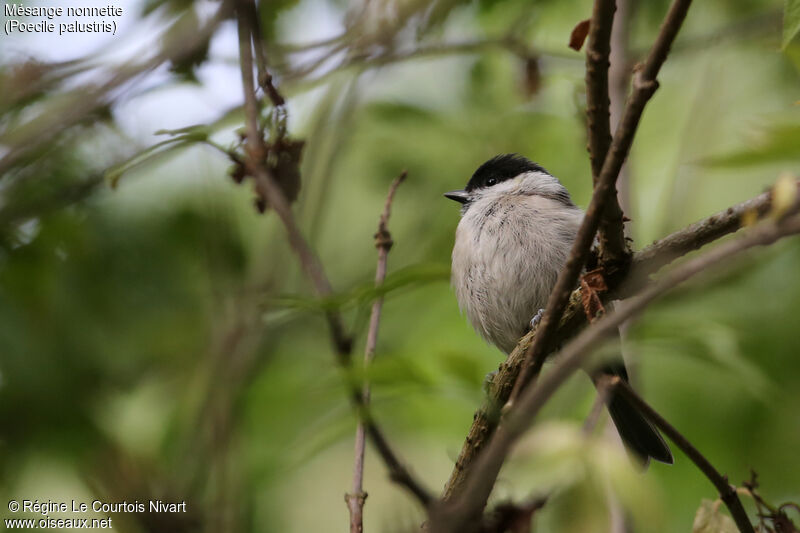 Mésange nonnettejuvénile