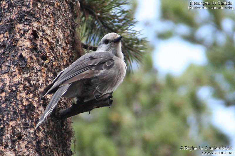 Canada Jay