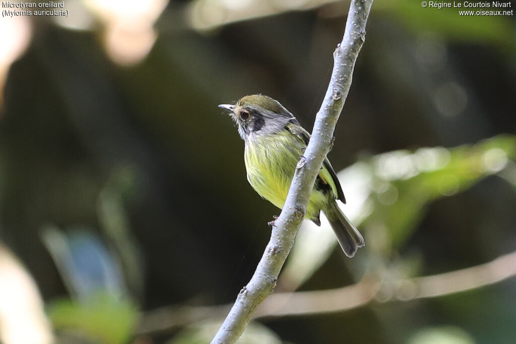 Eared Pygmy Tyrant