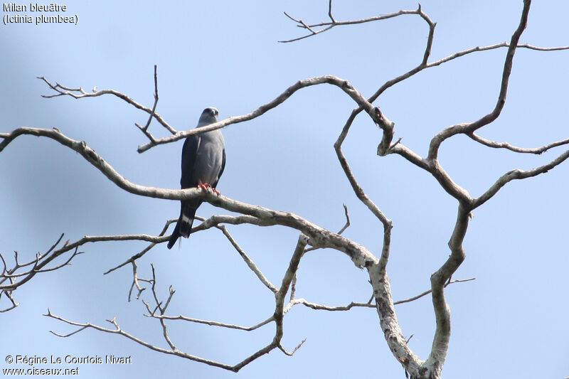 Plumbeous Kite