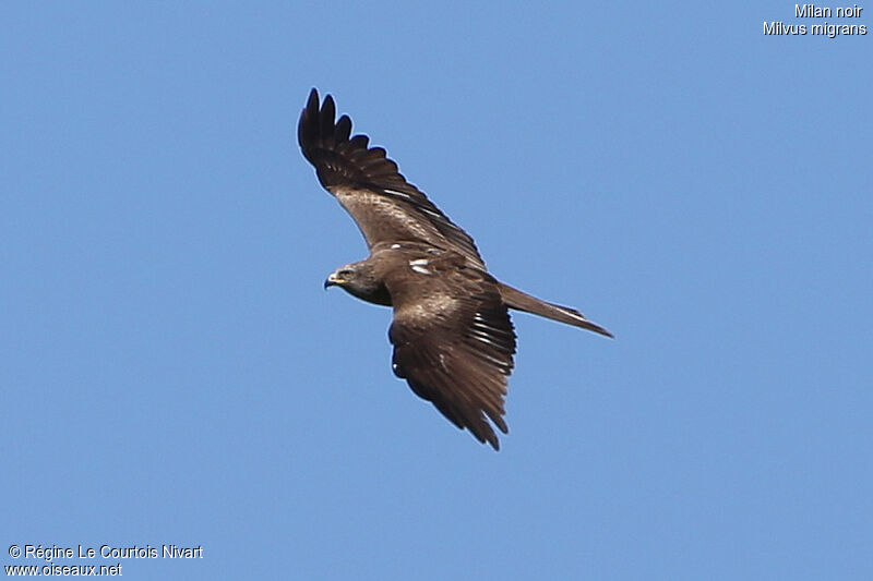 Black Kite