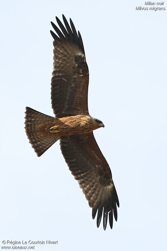 Black Kitejuvenile