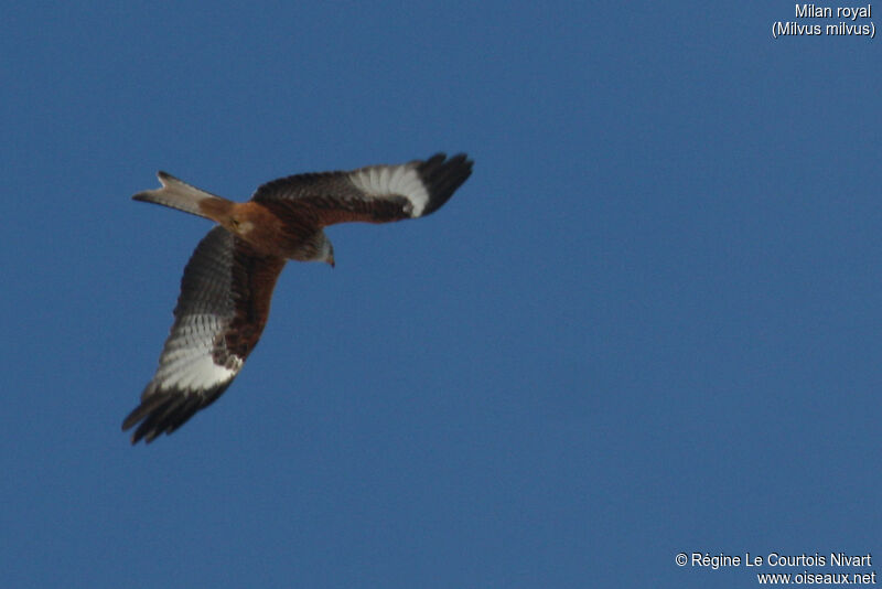 Red Kite