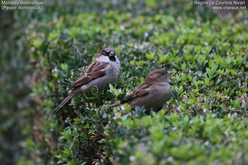 House Sparrow