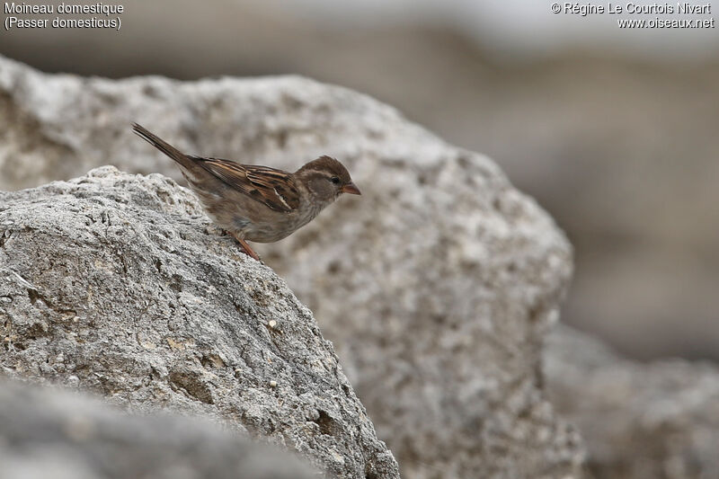 Moineau domestique femelle