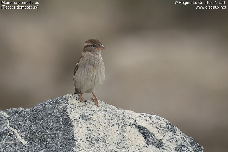 House Sparrow