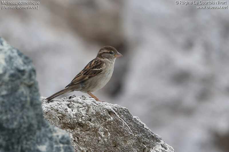 Moineau domestique femelle