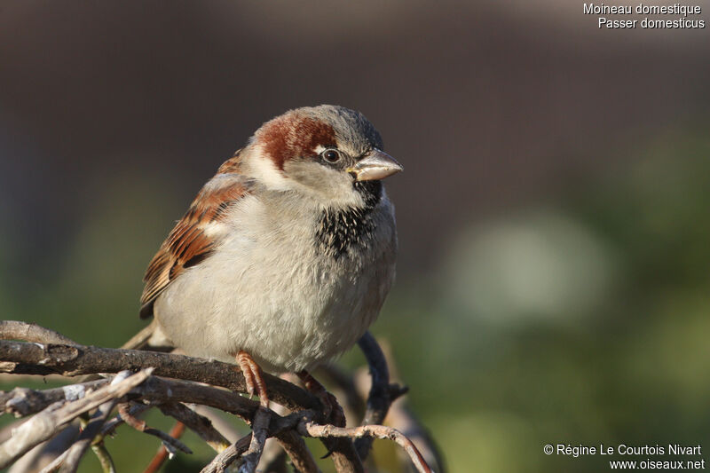 House Sparrow male, identification