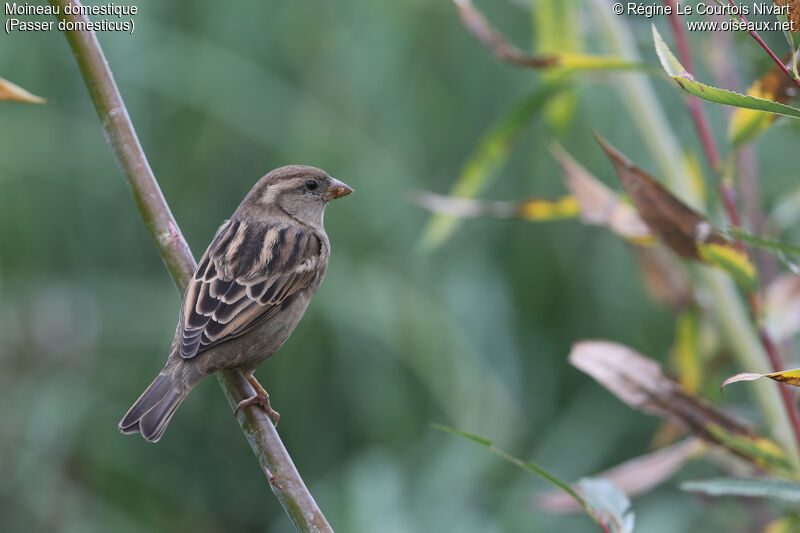 House Sparrow female