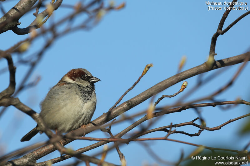 House Sparrow male