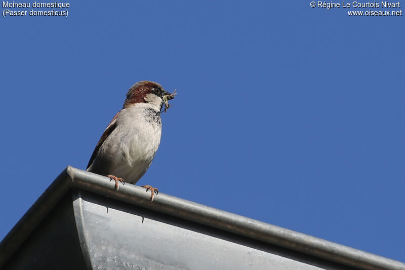 Moineau domestique mâle, Nidification