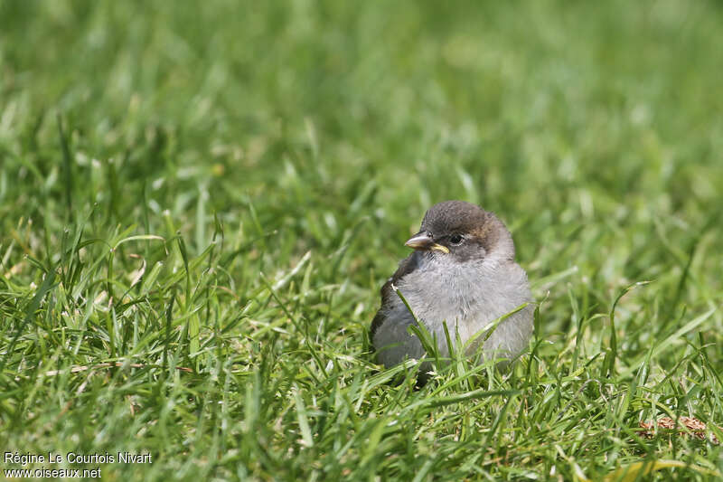 House Sparrowjuvenile, identification