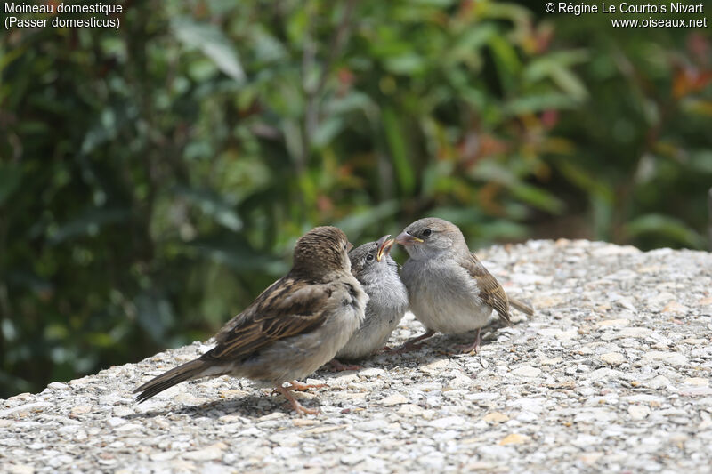 Moineau domestique, Nidification