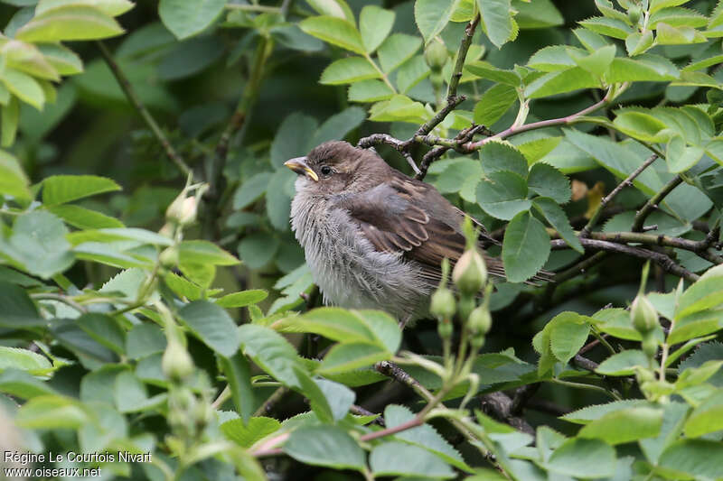 Moineau domestiquejuvénile, identification