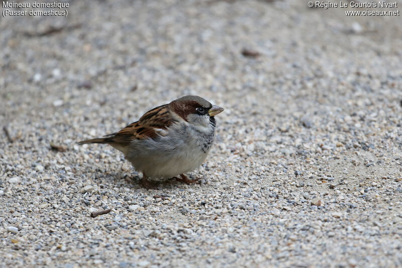 Moineau domestiqueadulte