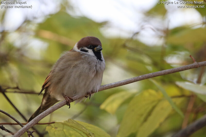 Eurasian Tree Sparrow