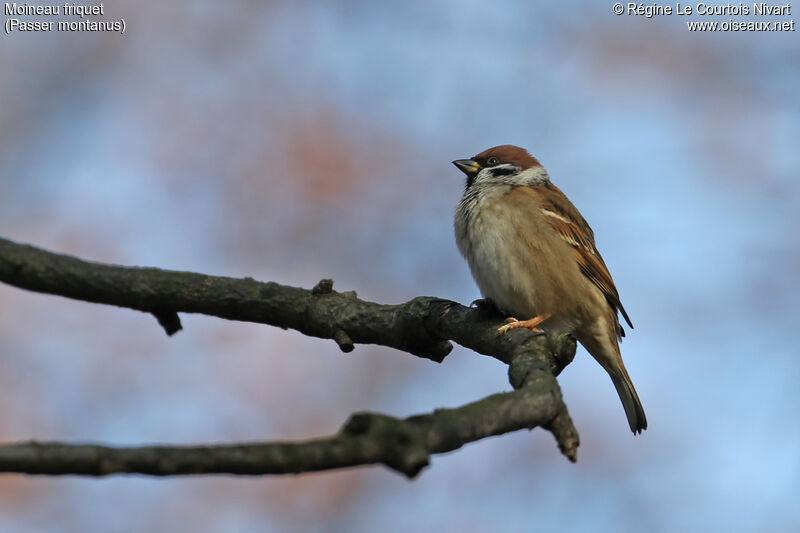 Moineau friquet