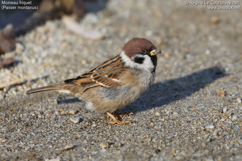 Eurasian Tree Sparrow