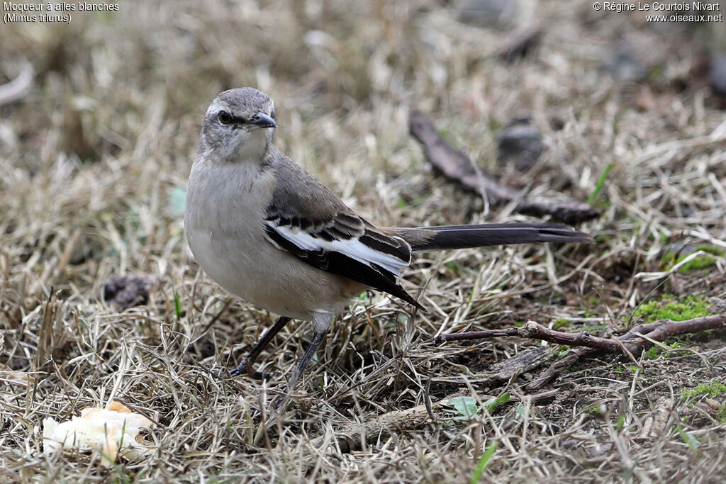 Moqueur à ailes blanches