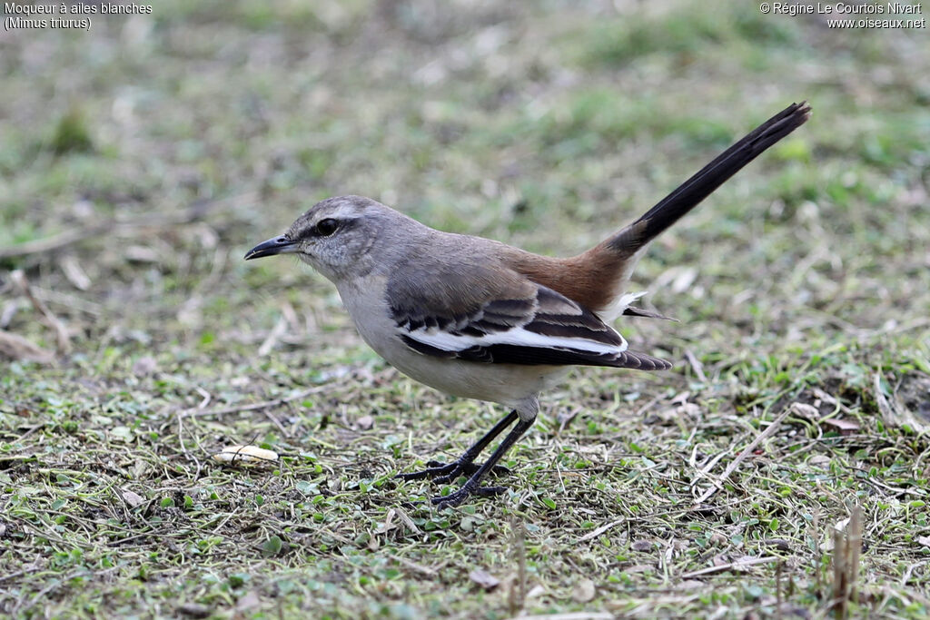 Moqueur à ailes blanches