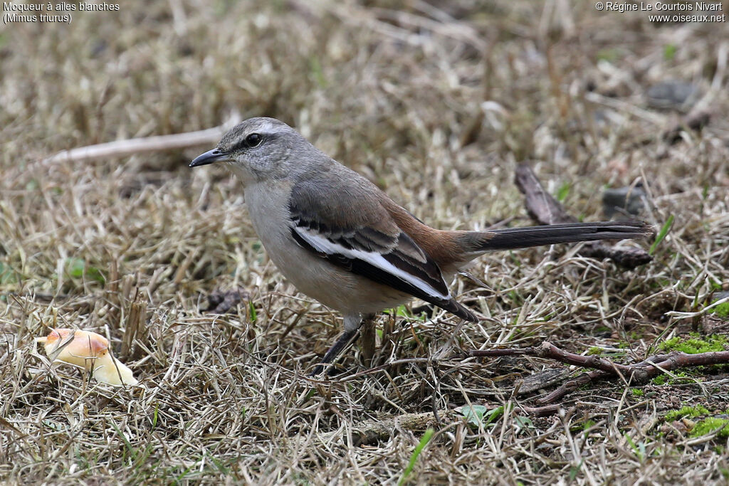 Moqueur à ailes blanches