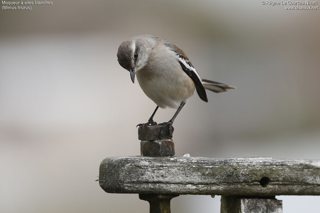 Moqueur à ailes blanches