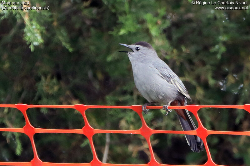 Grey Catbird