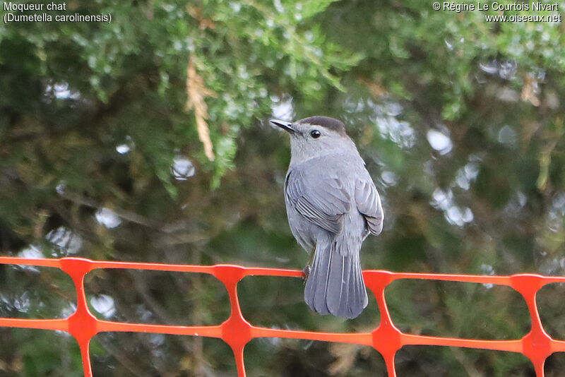 Grey Catbird