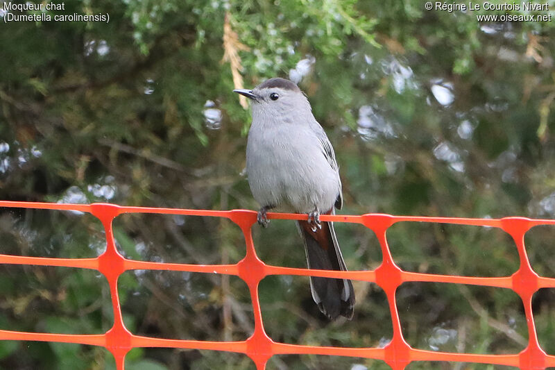 Grey Catbird