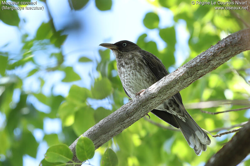 Pearly-eyed Thrasher