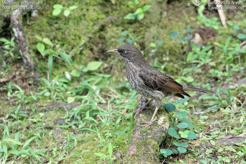 Pearly-eyed Thrasher, identification