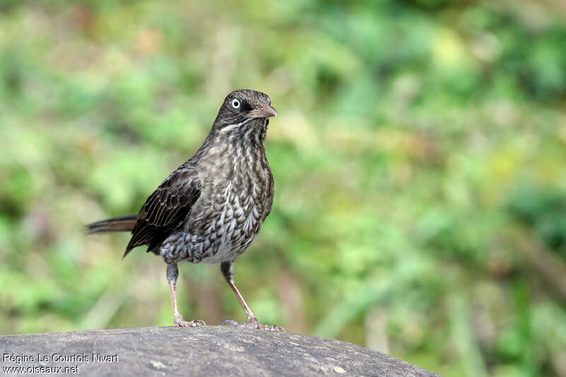 Pearly-eyed Thrasheradult, Behaviour