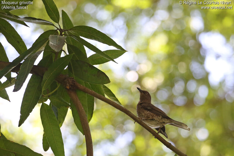 Scaly-breasted Thrasher