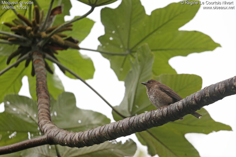 Scaly-breasted Thrasher