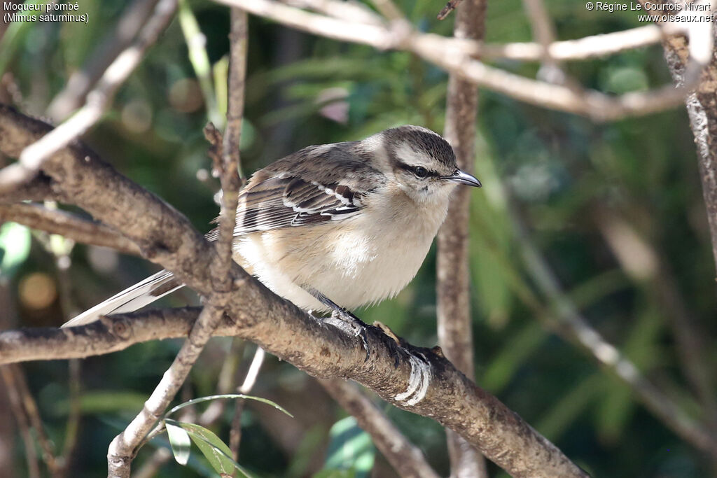 Chalk-browed Mockingbird