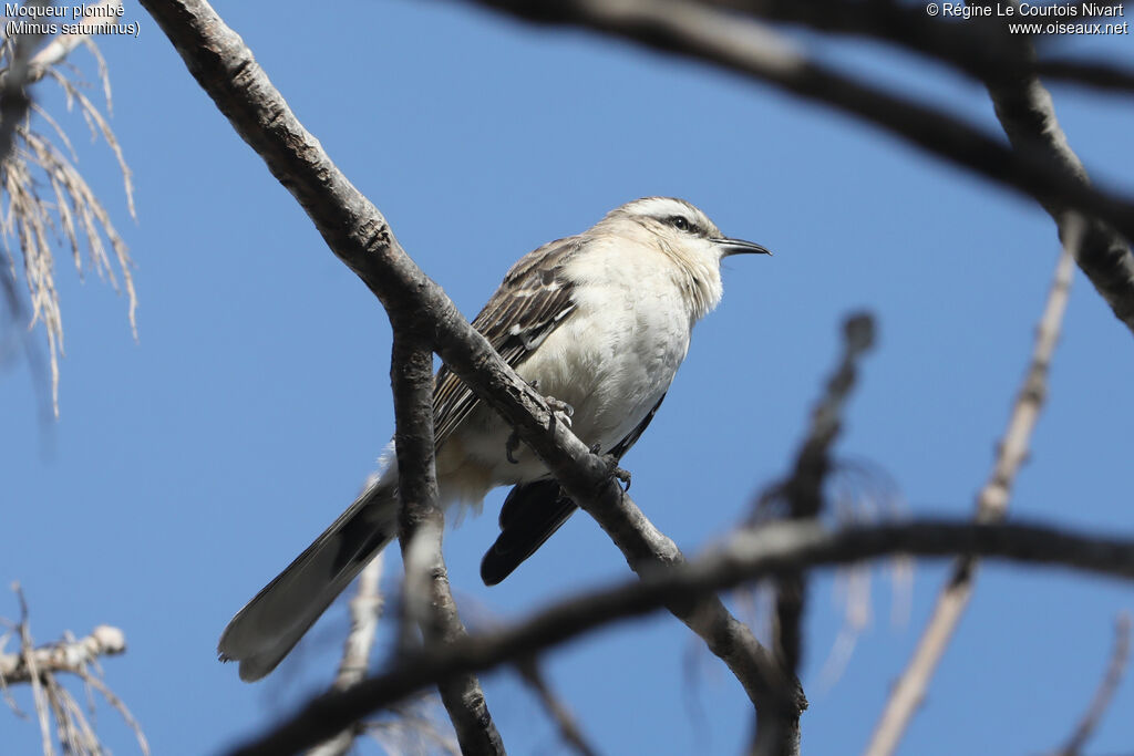 Chalk-browed Mockingbird