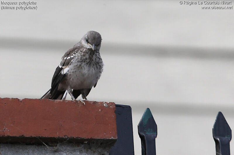 Northern Mockingbird