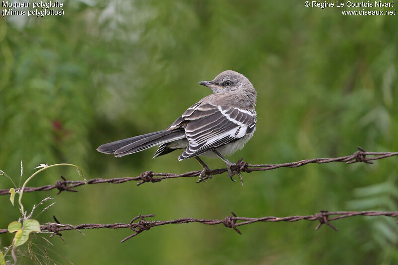 Northern Mockingbird