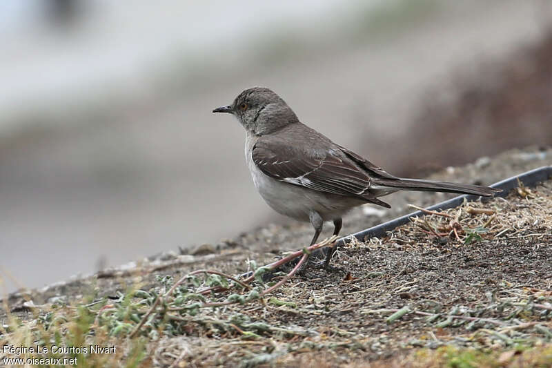 Northern Mockingbirdadult, habitat, pigmentation, Behaviour