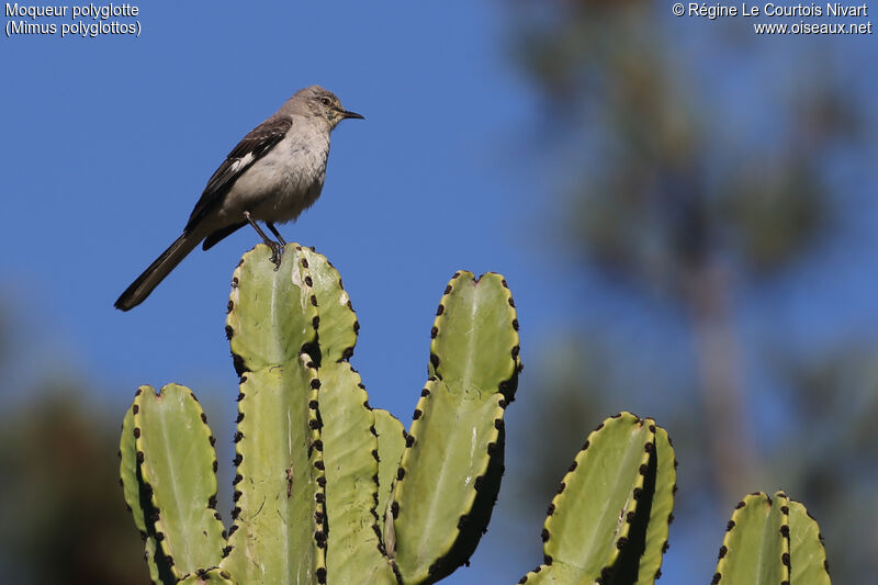 Northern Mockingbird