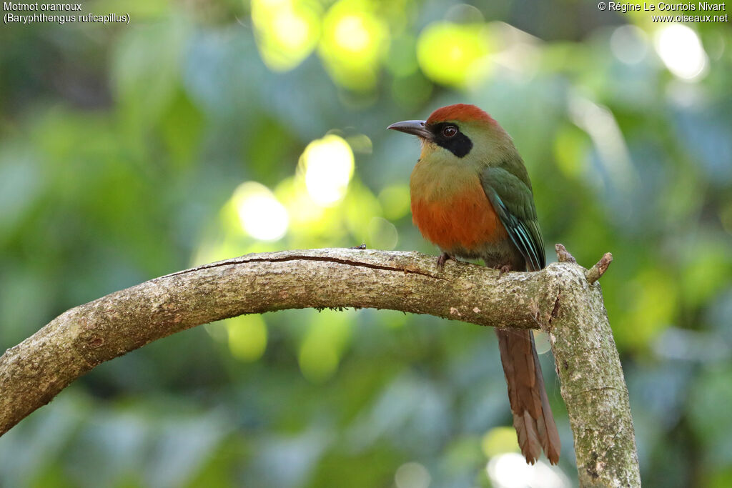 Rufous-capped Motmot