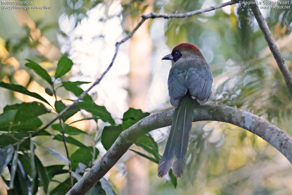 Motmot oranroux