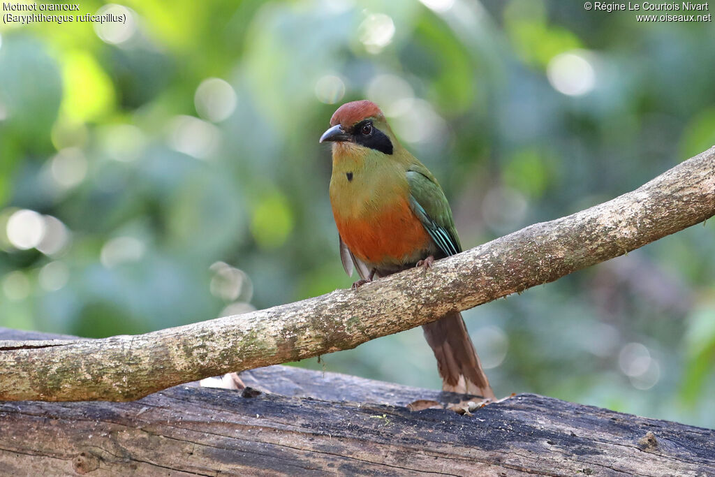 Motmot oranroux